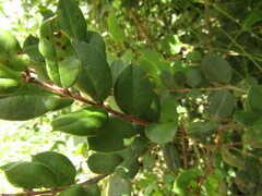 Luma