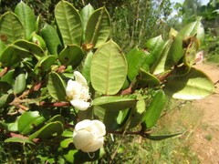 Luma