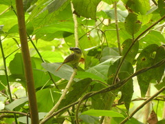 Myiodynastes hemichrysus