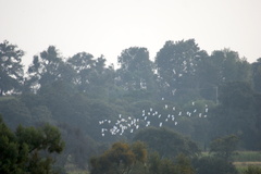 Ardeidae