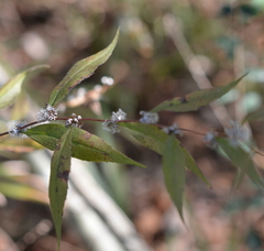 Solidago caesia