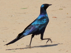 Lamprotornis australis