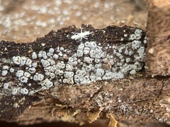 Proliferodiscus pulveraceus