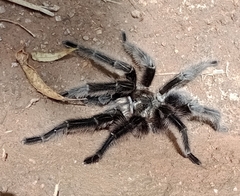 Grammostola iheringi