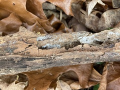 Proliferodiscus pulveraceus