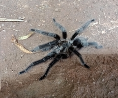 Grammostola iheringi