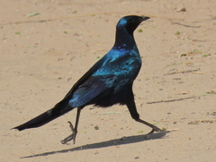 Lamprotornis australis