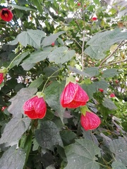 Abutilon × hybridum