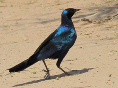 Lamprotornis australis