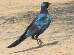 Lamprotornis australis