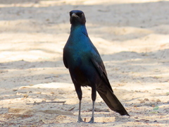 Lamprotornis australis