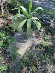 Agave vivipara