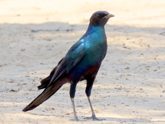 Lamprotornis australis