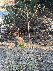 Oryctolagus cuniculus domesticus