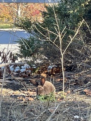 Oryctolagus cuniculus domesticus