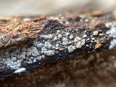 Proliferodiscus pulveraceus