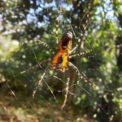 Alpaida grayi