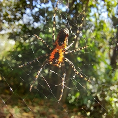 Alpaida grayi