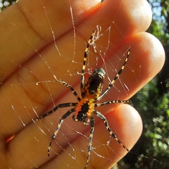 Alpaida grayi