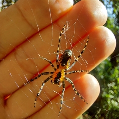 Alpaida grayi