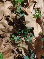 Amaranthus deflexus
