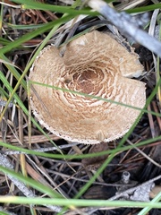 Lepiota magnispora