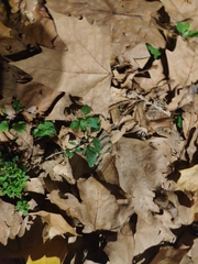 Amaranthus deflexus