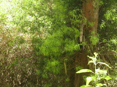 Podocarpus salignus