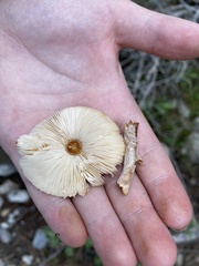 Lepiota magnispora
