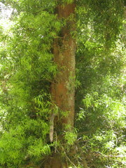 Podocarpus salignus