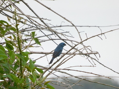 Cyanoloxia glaucocaerulea