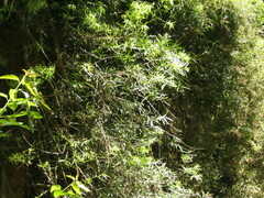 Podocarpus salignus