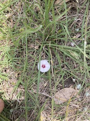 Convolvulus equitans