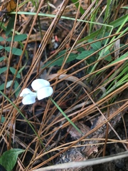 Tephrosia florida