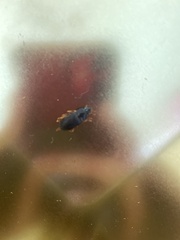 Harpalus pensylvanicus