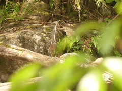 Tigrisoma fasciatum