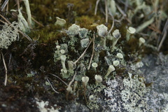 Cladonia deformis