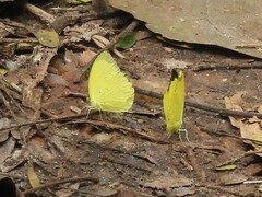 Eurema brigitta