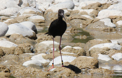 Himantopus novaezelandiae