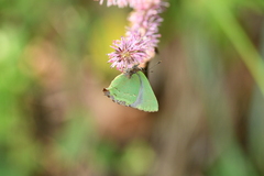 Cyanophrys longula