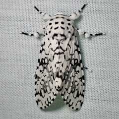 Arctioptera cavillator