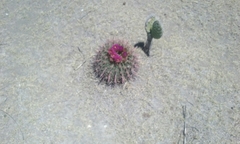 Ferocactus recurvus recurvus