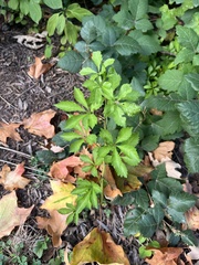 Eleutherococcus sieboldianus