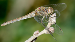 Sympetrum striolatum