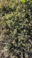 Atriplex semibaccata