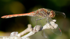 Sympetrum striolatum