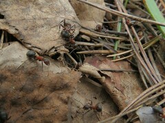 Formica rufa