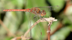 Sympetrum striolatum