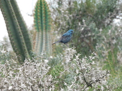 Cyanoloxia glaucocaerulea