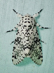 Arctioptera cavillator